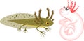 Cartoon newt larva and axolotl with external gills